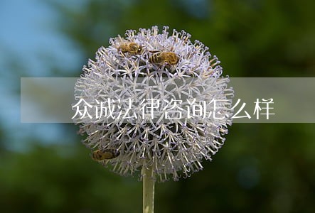 众诚法律咨询怎么样