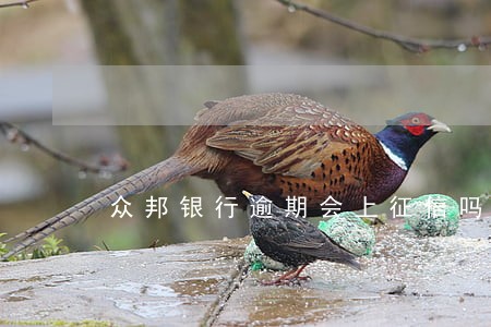 众邦银行逾期会上征信吗 众邦银行逾期会上征信吗