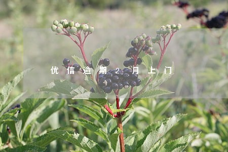 优信逾期2月上门 优信逾期2月上门