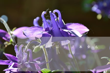 优分期可以只还本金么 优分期可以只还本金么