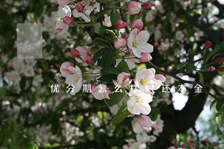 优分期怎么样只还本金 优分期怎么样只还本金