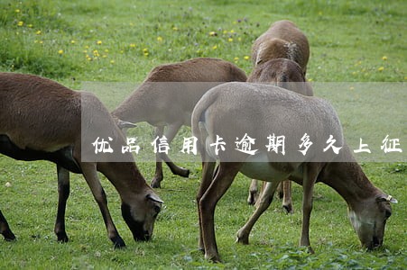 优品信用卡逾期多久上征信 优品信用卡逾期多久上征信