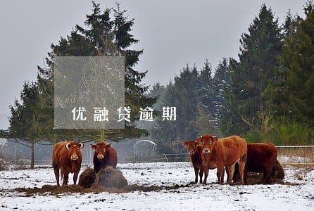 优融贷逾期 优融贷逾期