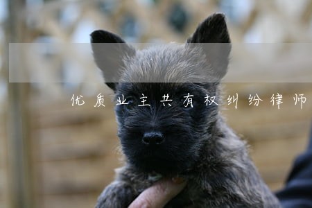 优质业主共有权纠纷律师地址 优质业主共有权纠纷律师地址