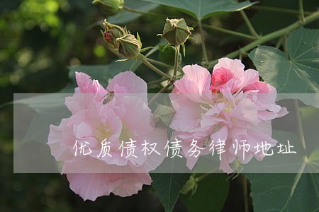 优质债权债务律师地址 优质债权债务律师地址