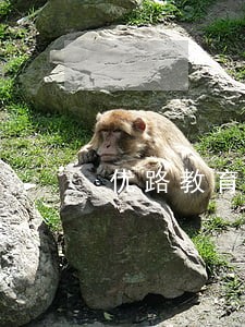 优路教育二建法规陈老师 优路教育二建法规陈老师