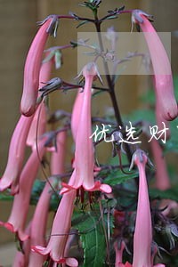 优选财富产品逾期