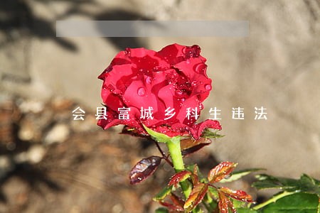 会县富城乡科生违法