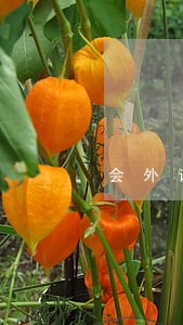 会外语什邡市交通事故在线律师 会外语什邡市交通事故在线律师
