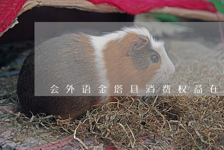 会外语金塔县消费权益在线律师