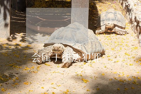 会属于违法犯罪 会属于违法犯罪