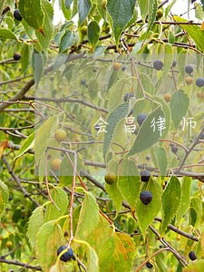 会昌律师钟岩锋的微博 会昌律师钟岩锋的微博