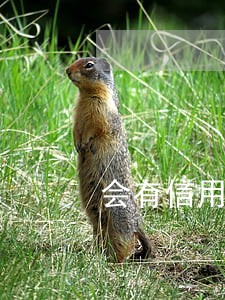 会有信用卡逾期几年的人吗