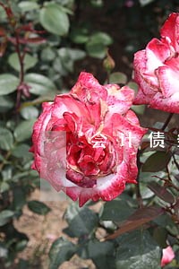 会计债务律师创新服务 会计债务律师创新服务
