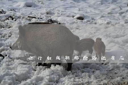 会计初级职称经济法有几章 会计初级职称经济法有几章