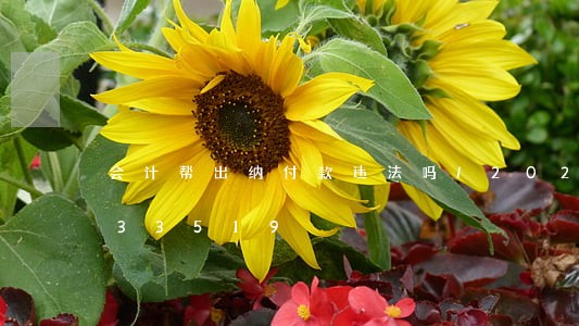 会计帮出纳付款违法吗/2023012633519 会计帮出纳付款违法吗/2023012633519