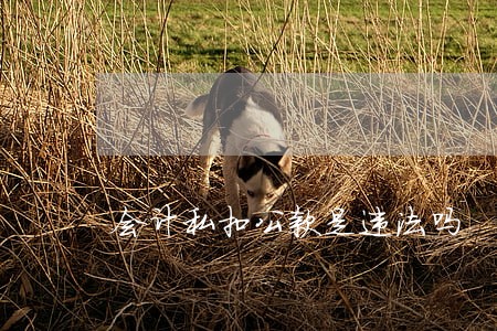 会计私扣公款是违法吗 会计私扣公款是违法吗