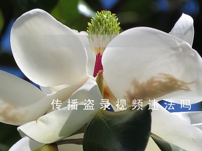 传播盗录视频违法吗 传播盗录视频违法吗