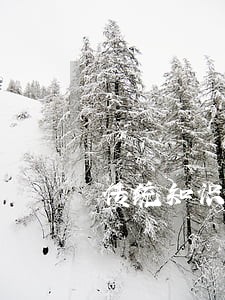 传统知识的法律保护初探 传统知识的法律保护初探