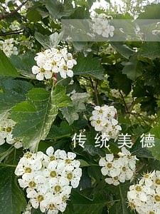 传统美德仁相关的法律条文 传统美德仁相关的法律条文