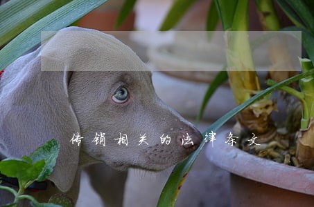 传销相关的法律条文 传销相关的法律条文