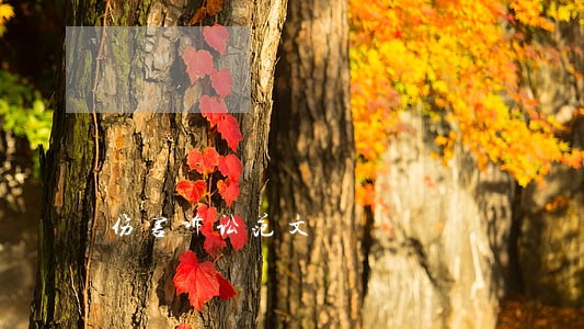 伤害诉讼范文 伤害诉讼范文