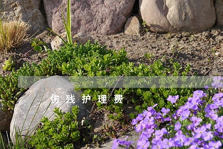 伤残护理费 伤残护理费