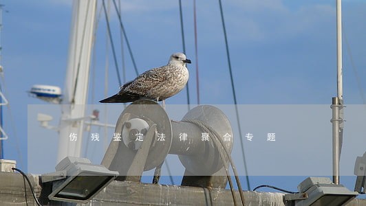 伤残鉴定法律聚合专题 伤残鉴定法律聚合专题