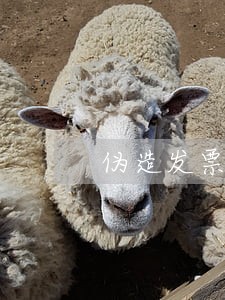 伪造发票要承受什么法律责任 伪造发票要承受什么法律责任