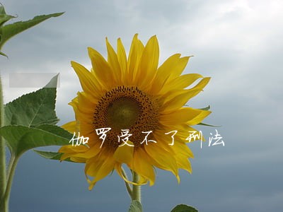 伽罗受不了刑法 伽罗受不了刑法