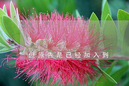 但原告是已经加入到