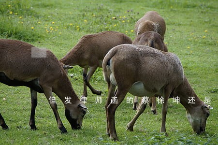 但发律师函的蔡徐坤还是第一个 但发律师函的蔡徐坤还是第一个