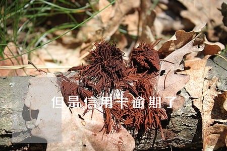 但是信用卡逾期了 但是信用卡逾期了