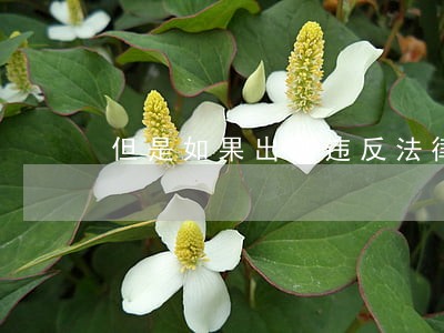 但是如果出现违反法律的事情 但是如果出现违反法律的事情