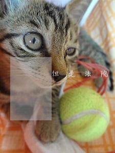 但是法院一直不予立案 但是法院一直不予立案