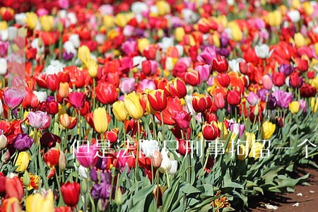 但是法院只刑事拘留一个人 但是法院只刑事拘留一个人