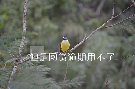 但是网贷逾期用不了 但是网贷逾期用不了