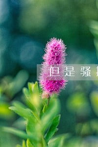 但是骚扰谈恋爱算违法吗 但是骚扰谈恋爱算违法吗