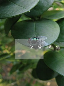 但曦律师简介 但曦律师简介