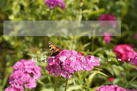 但问了律师不是bumi