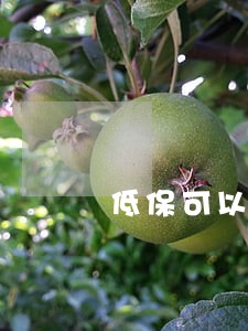 低保可以申请法律援助吗 低保可以申请法律援助吗