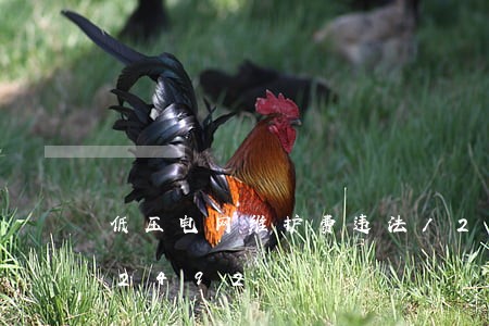 低压电网维护费违法/2023020632492 低压电网维护费违法/2023020632492