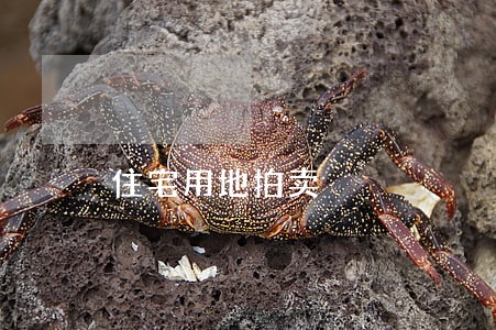 住宅用地拍卖 住宅用地拍卖