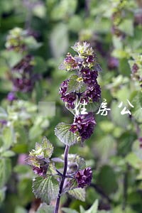 住房公积金30万的逾期 住房公积金30万的逾期