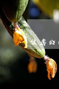 住房公积金征信逾期3个月 住房公积金征信逾期3个月