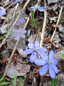 住房公积金贷款逾期5天 住房公积金贷款逾期5天