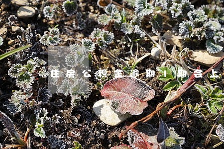 住房公积金逾期1期会上征信吗 住房公积金逾期1期会上征信吗