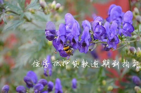 住房抵押贷款逾期到拍卖