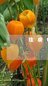 住房抵押贷款逾期未还结果 住房抵押贷款逾期未还结果