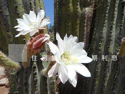 住房贷款转逾期利息 住房贷款转逾期利息